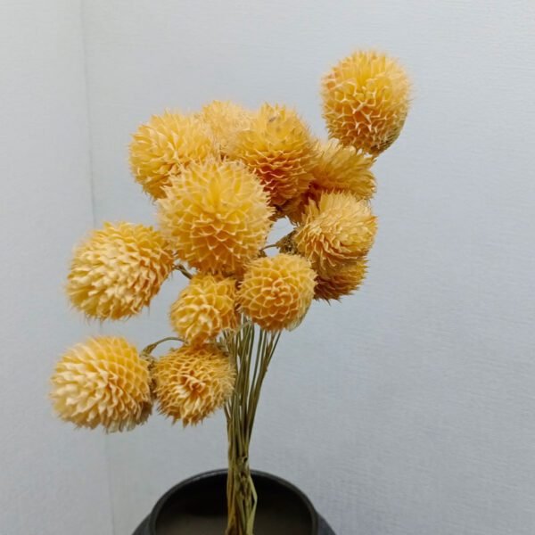 golden wheat-straw with gomphrena globosa