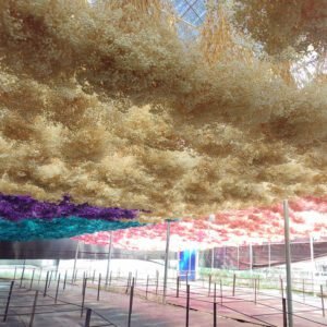 preserved Multicolor preserved babybreath Gypsophila