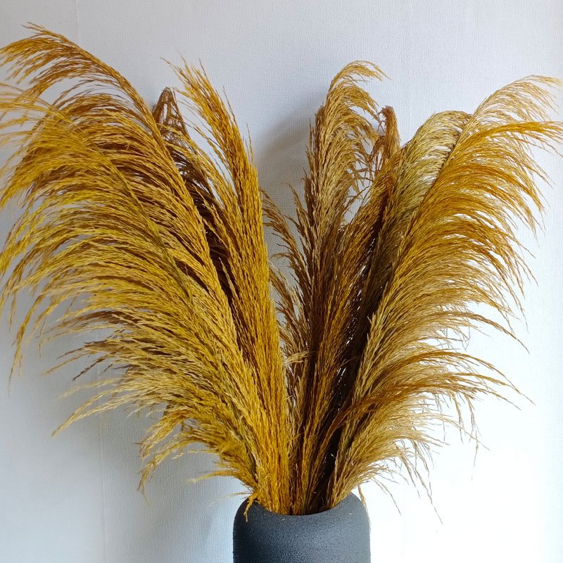 golden preserved pampas grass