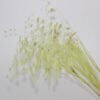 3HLINK green Floral Northern Sea OatsPreserved Chasmanthium Latifolium