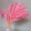 small fluffy pink pampas grass for arrangement