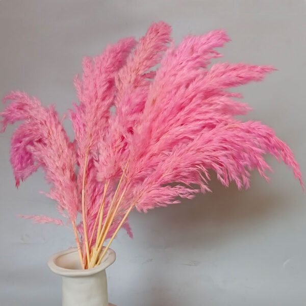 small fluffy pink pampas grass for arrangement