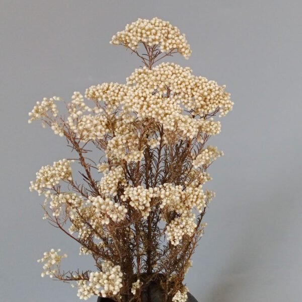 white millet rice flower Ozothamnus diosmifolius decoration flowers