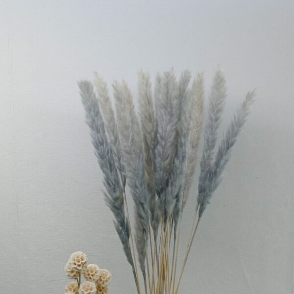 grey pampas grass small