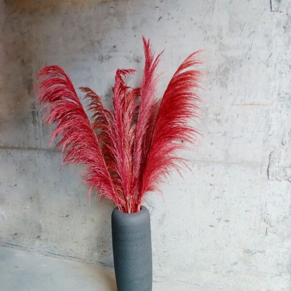 red pampas grass