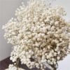 3HLINK white preserved babybreath flower