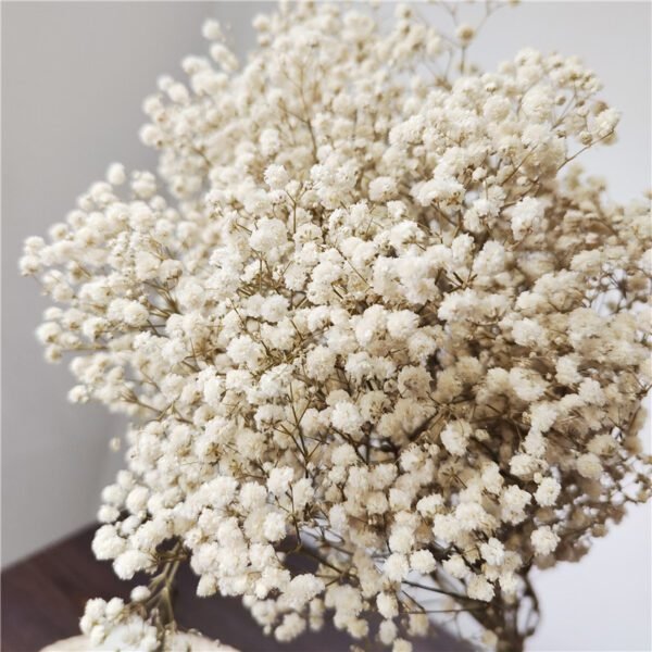 3HLINK white preserved babybreath flower