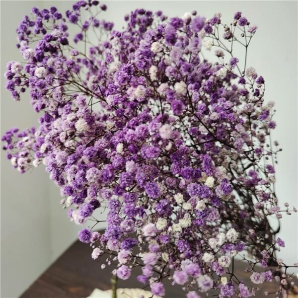 3HLINK purple preserved babybreath flower