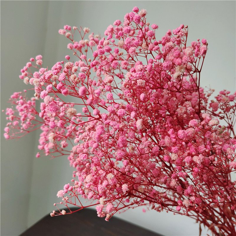 dry pink preserved babybreath