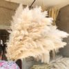 3HLINK natural beige tall very big fluffy pampasgrass dispaly