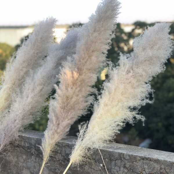 3HLINK natural grey big fluffy tall pampas grass