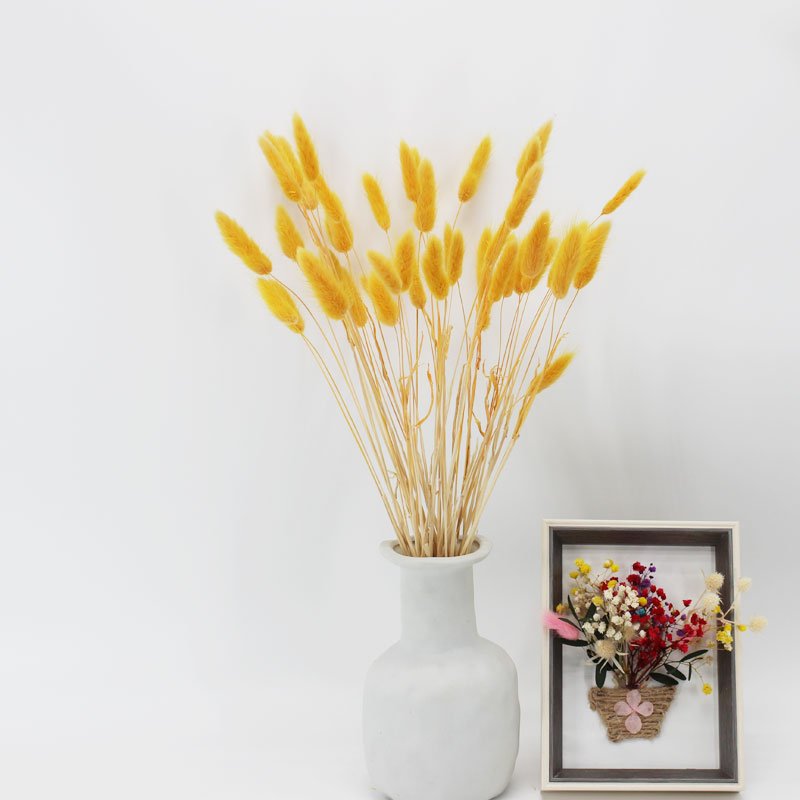 Yellow dry bunny tails grass