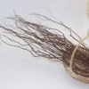 natural dragon curly willow branch