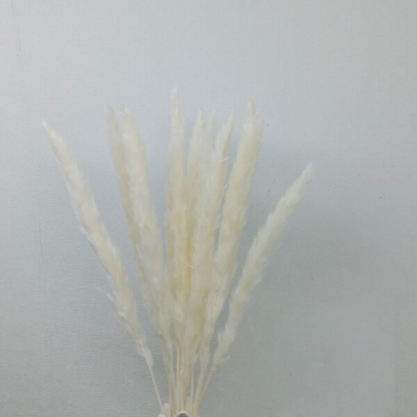 China 3hlik white pampasgrass wholesale