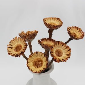 natural dried preserved Africa Chrysanthemum floral arrangement