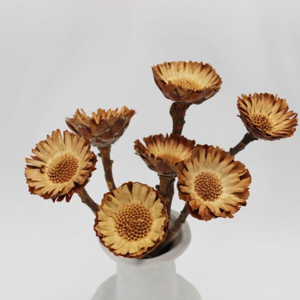 natural dried preserved Africa Chrysanthemum floral arrangement