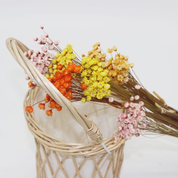 dry preserved Multicolor Mini star Daisy Flowers