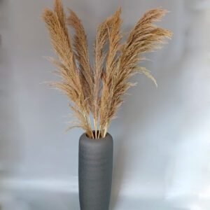 natural big good price pampas grass