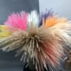 Multicolor smaller pampas grass