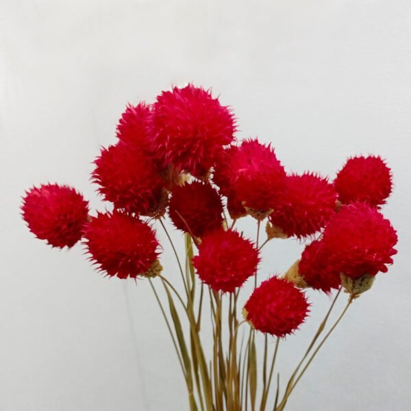 3hlink red wheat-straw with gomphrena globosa