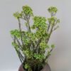 3hlink green Ozothamnus diosmifolius decoration flowers