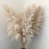 3HLINK natural beige tall very big fluffy pampasgrass