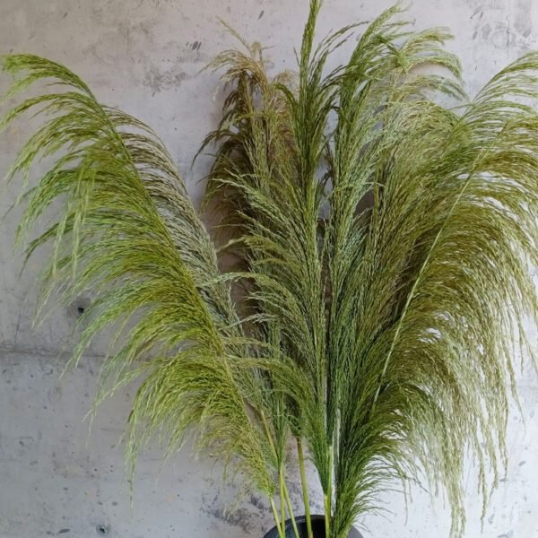 green preserved pampas grass