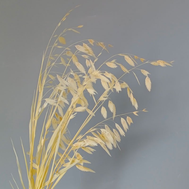 beige Sea Oats Preserved Chasmanthium Latifolium flower