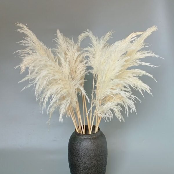 3hlink white bleach pampas grass