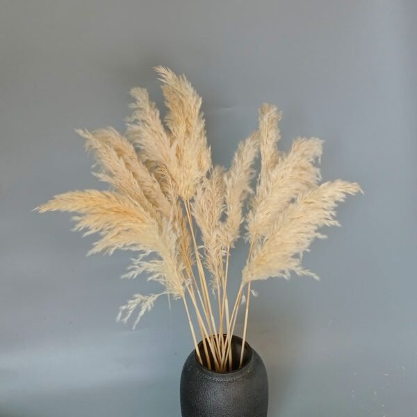 beige pampas grass