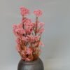 pink millet rice flower