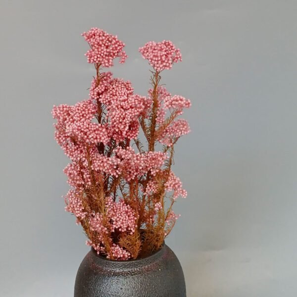 pink millet rice flower