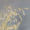 3hlink beige Sea Oats Preserved Chasmanthium Latifolium flower