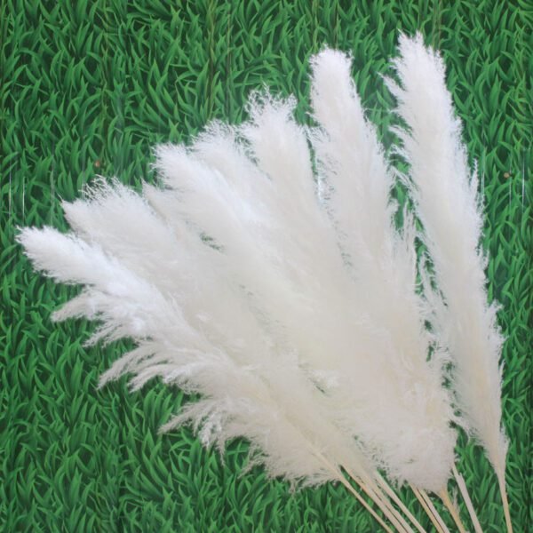 3HLINK bleach super white dried big fluffy tall pampas grass