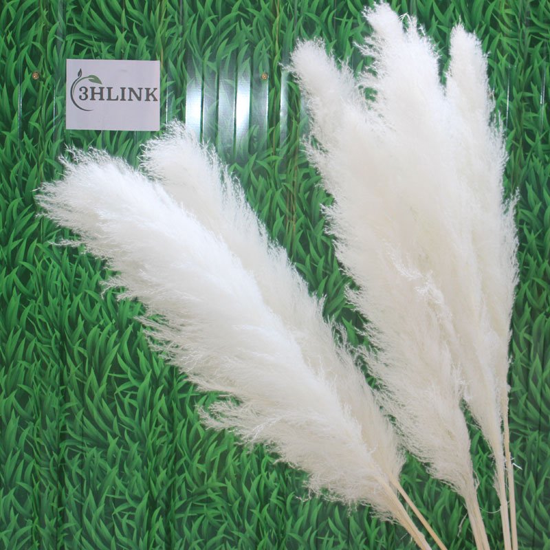 white dried big fluffy tall pampas grass