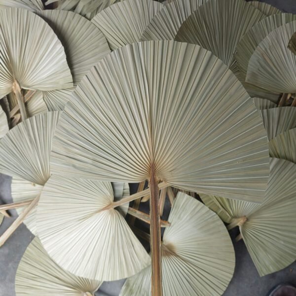 natural round dry palm leaves