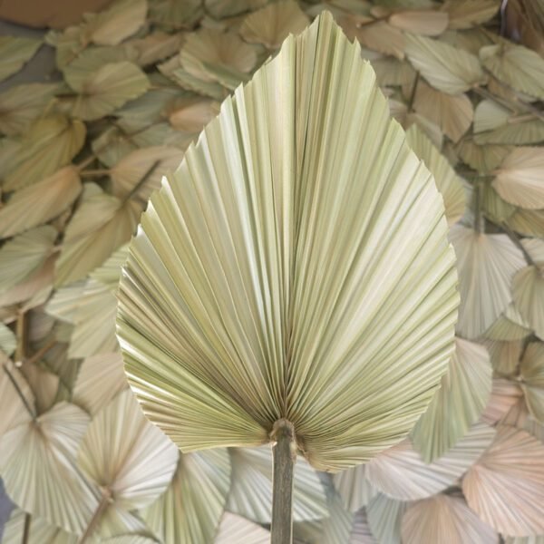 natural palm leaves