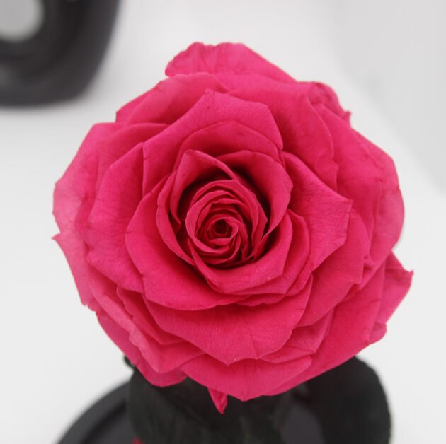 3HLINK large rose red everlasting preserved rose flower head enlarged details