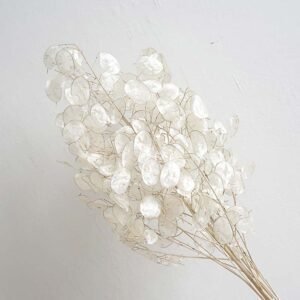 3HLINK Handheld Dried Flower Lunaria Leaf White Background Real Scene