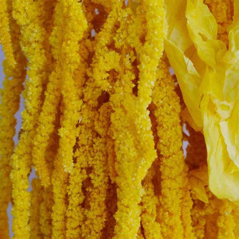 3HLINK light yellow color hanging rice amaranth amaranthus preserved floral