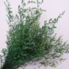green blue lover grass