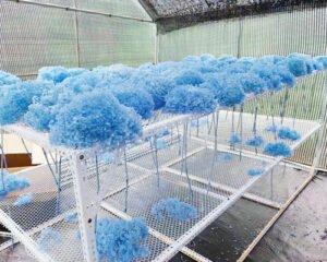 hydrangea dried flowers dyeing