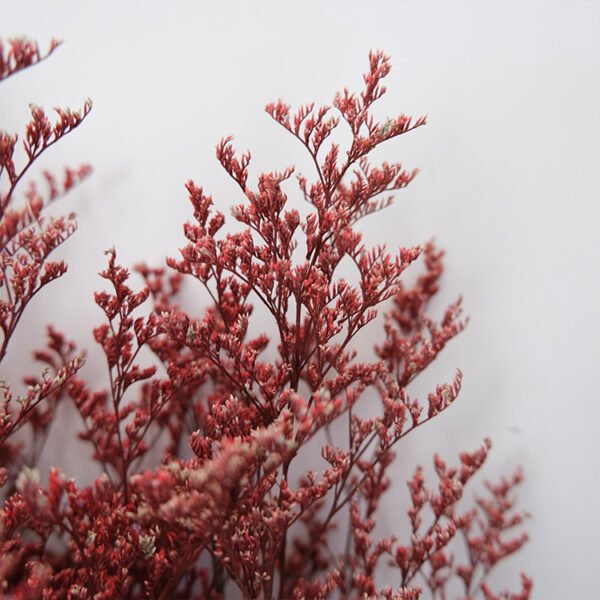 red dried preserved lovers grass