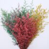 red Lovers Grass