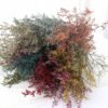 forever valentine grass