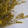 yellow dried Lover Grass