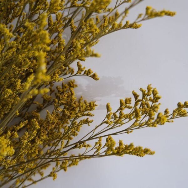 yellow dried Lover Grass