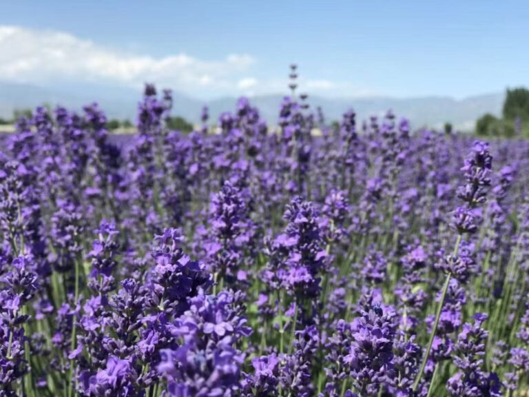 Lavender Love: Easy & Chic Ways to Bring Purple Magic into Your Home