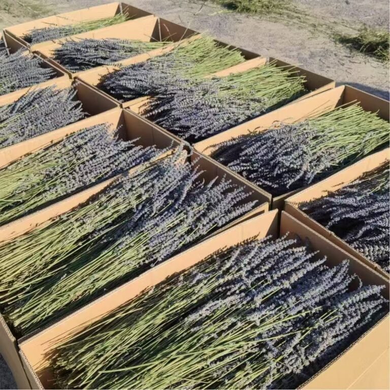 The Art of Lavender Harvest: A Seasonal Guide to Picking at Peak Perfection + How to Preserve That Heavenly Scent Forever