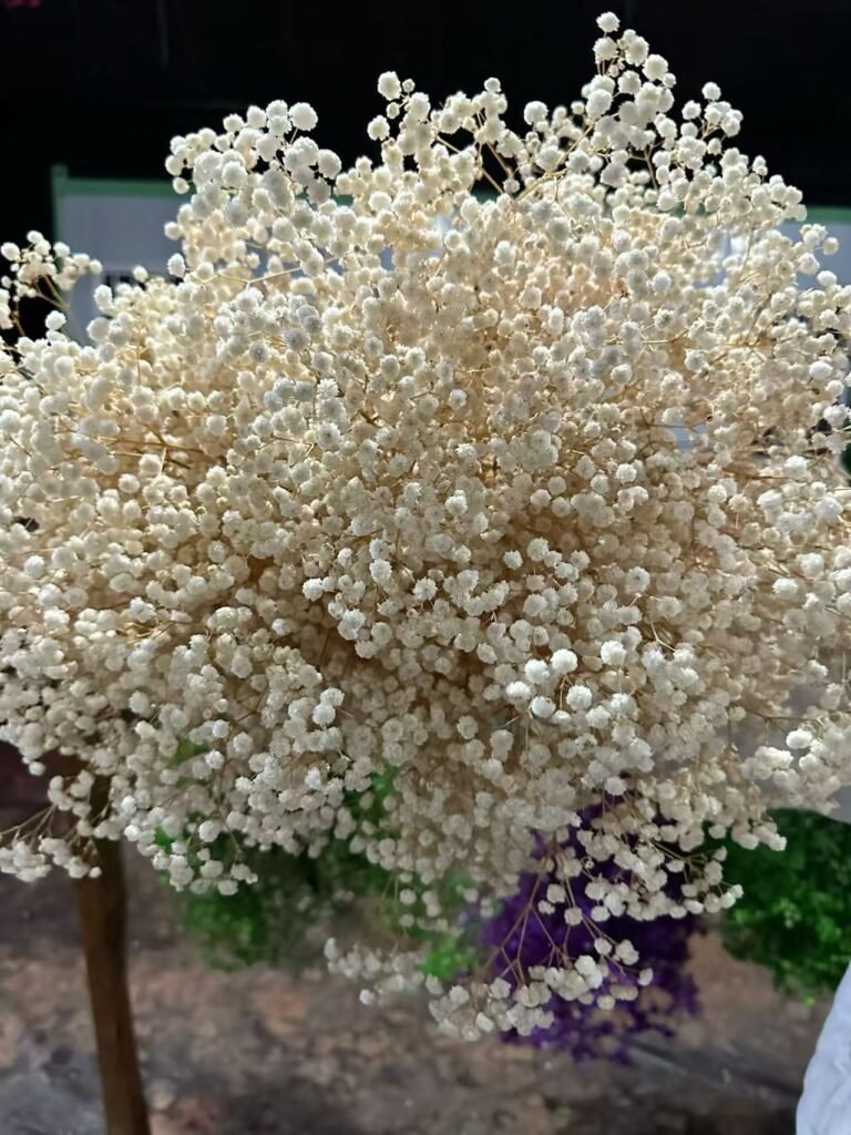 Baby’s Breath: How to Use Gypsophila in Floral Design and Wedding Decor